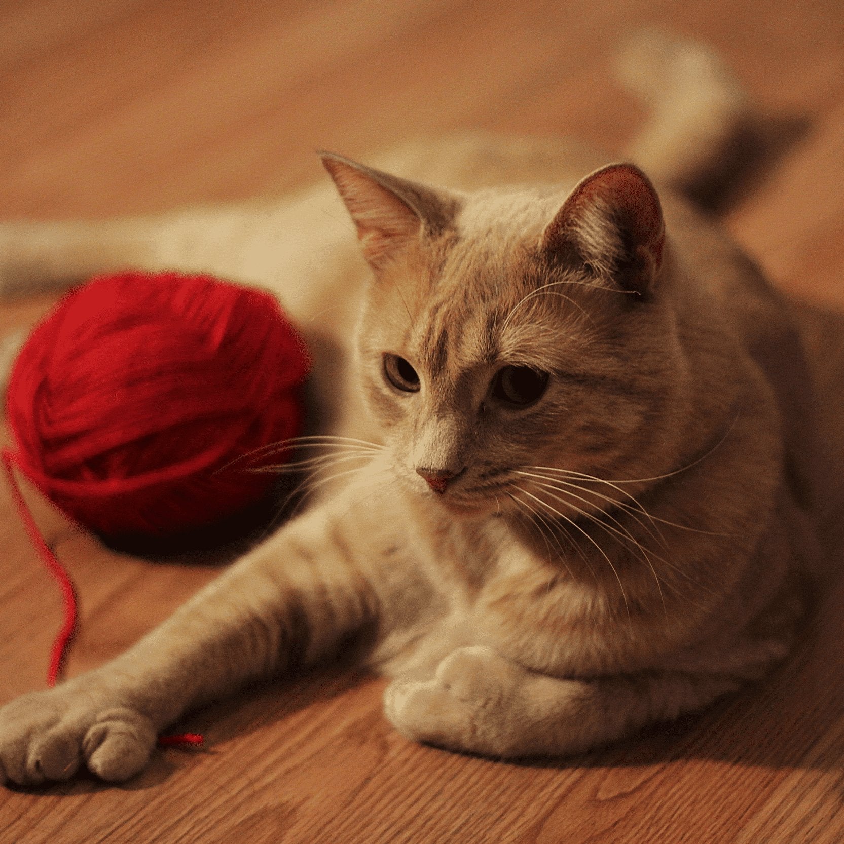 Shops cat yarn