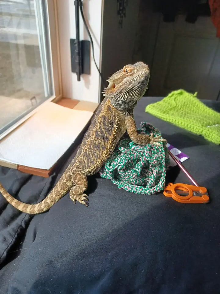 Bearded dragon sitting next to a crochet