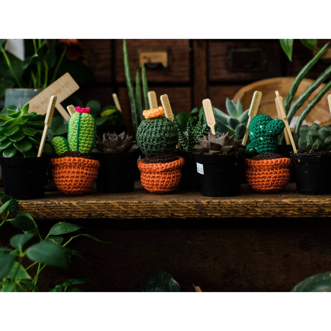 Peruvian Cactus Kit
